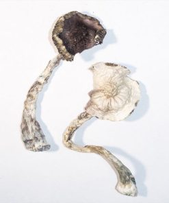 ALBINO A+ MAGIC MUSHROOMS